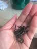 同仁堂品牌 北京同仁堂青钱柳茶叶160克金钱柳叶茶送礼礼品养生茶饮 实拍图