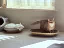 疯狂的主人猫抓板窝碗形大号猫抓盆不掉屑猫窝宠物猫玩具瓦楞纸猫爪板 实拍图