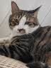 网易严选猫用薄荷饼干宠物幼猫成猫猫咪零食饼干混合口味 95克*3 实拍图