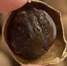 十月稻田 桂圆干500g 带壳龙眼干 肉厚甘甜 休闲零食 枸杞红枣泡茶 干货 实拍图