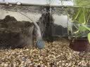 森森鱼缸增氧泵水族箱氧气泵LQE-100家用小型充氧泵4W单孔+全套配件 实拍图