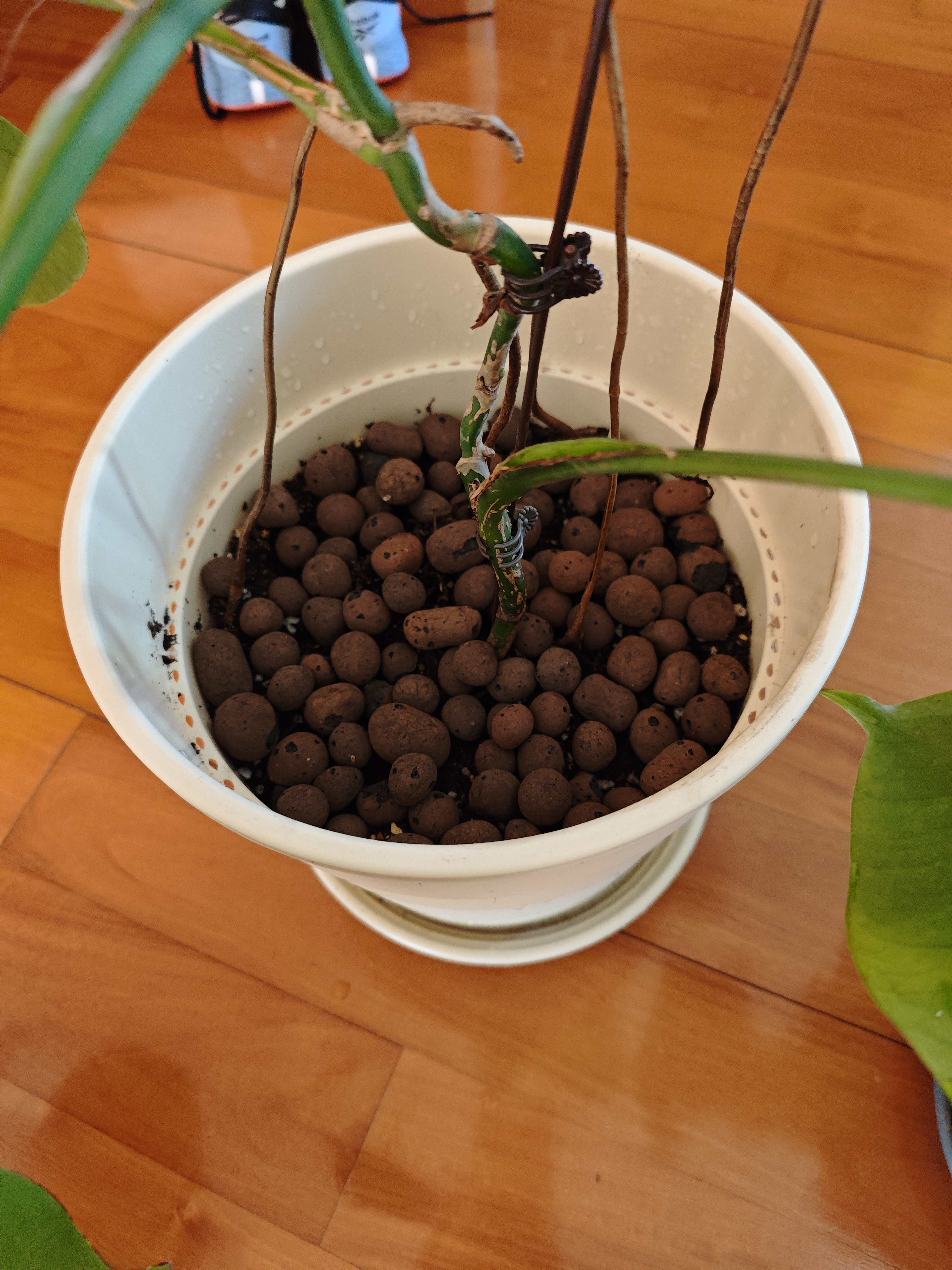 史丹利大号陶粒5L垫底养花专用花盆铺面多肉花卉种花陶土颗粒园艺陶粒土 实拍图