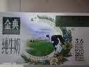 伊利【新鲜日期】金典纯牛奶 200ml*12盒 3.6g乳蛋白礼盒装 实拍图