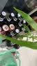 青岛啤酒（TsingTao）精酿白啤全麦原麦汁浓度10°P  500ml*12瓶整箱装 实拍图