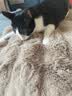 HELLOJOY猫窝垫子猫毯子冬季睡觉用宠物猫咪毛毯保暖狗窝冬日加厚兔绒睡垫 实拍图