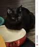 instinct进口猫粮百利无谷鸡全猫幼猫干粮11磅/5kg 实拍图