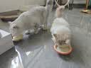 拜达尔猫咪幼猫0乳糖羊奶粉200g狗狗幼犬绵羊奶宠物新生全阶段康复营养 实拍图