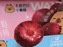 蒙牛真果粒牛奶饮品东魁杨梅味含乳饮料250g×12盒 卡皮巴拉礼盒 实拍图