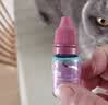 博莱得利滴眼液猫鼻支滴眼液猫咪眼药水疱疹病毒杯状宠物缓解流泪打喷嚏流鼻涕幼猫可用 滴眼液 8ml*1瓶 实拍图