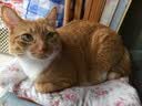 皇家猫粮 室内成猫粮 I27 通用粮 12月以上 4.5KG 实拍图