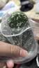 故事树乌斯曼草养发皂侧柏叶洗发水固发控油蓬松洗头发草本手工香皂2盒 实拍图