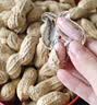 当季现采鲜花生 500g 实拍图