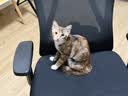 Smart Balance悦佰思新西兰进口主食级猫罐头湿粮猫粮猫罐猫饭成幼猫宠物零食 【深海美味】 鲭鱼三文鱼 180g*1罐 实拍图