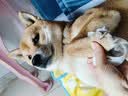 汪野君防外溅猫砂盆半封闭顶入猫厕所猫屎盆猫沙盆带猫砂铲大号 实拍图