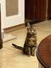 自然光环美国进口Halo【成猫鲜肉】膨化猫粮美毛护肤布偶蓝猫纯鲜肉无肉粉 【热卖装】鸡肉味6磅*2包 (效期27.6起) 下单抽奖·满赠好礼~详情请入会 实拍图