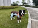 皇家狗粮 成犬狗粮 犬粮 宠物 中型犬 M25 全价犬粮 ≥12月 4KG 实拍图