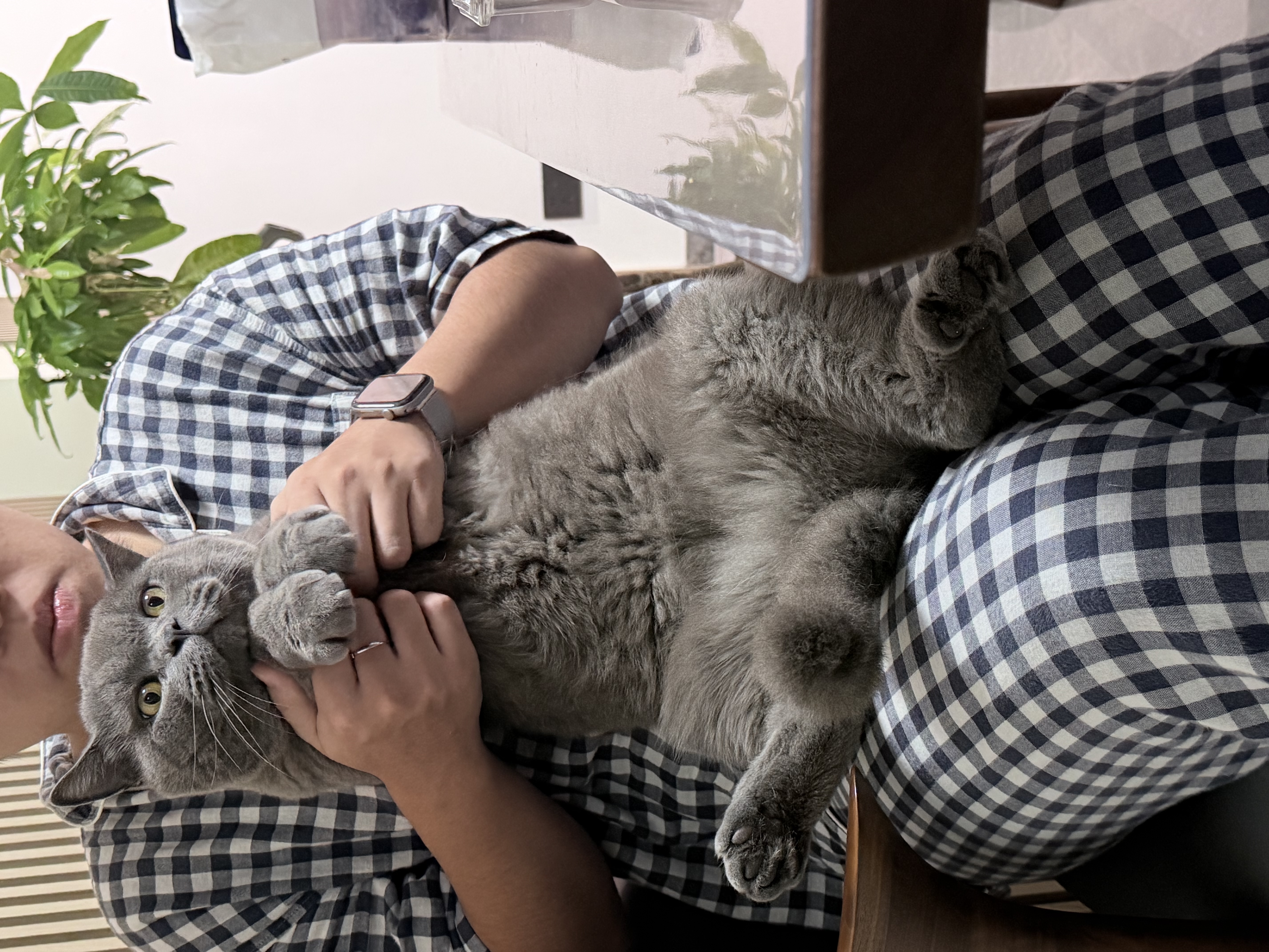福丸自然空气玉米豆腐猫砂除臭低尘可冲厕所 玉米淡香 2.5kg*4包 实拍图