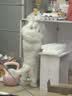 皇家猫粮 室内成猫粮 I27 通用粮 12月以上 4.5KG 实拍图