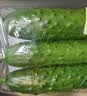 【水果菜】东北旱黄瓜约550g 实拍图