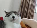 多特思猫罐头招财金饭碗68g猫主食罐头奶糕成幼猫全价湿粮餐盒猫饭 实拍图