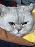 皇家猫粮 室内成猫粮 I27 通用粮 12月以上 4.5KG 实拍图
