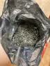 乐品乐茶毛尖茶叶特级明前春茶嫩芽2026新茶绿茶礼盒装250g自饮送长辈领导 实拍图