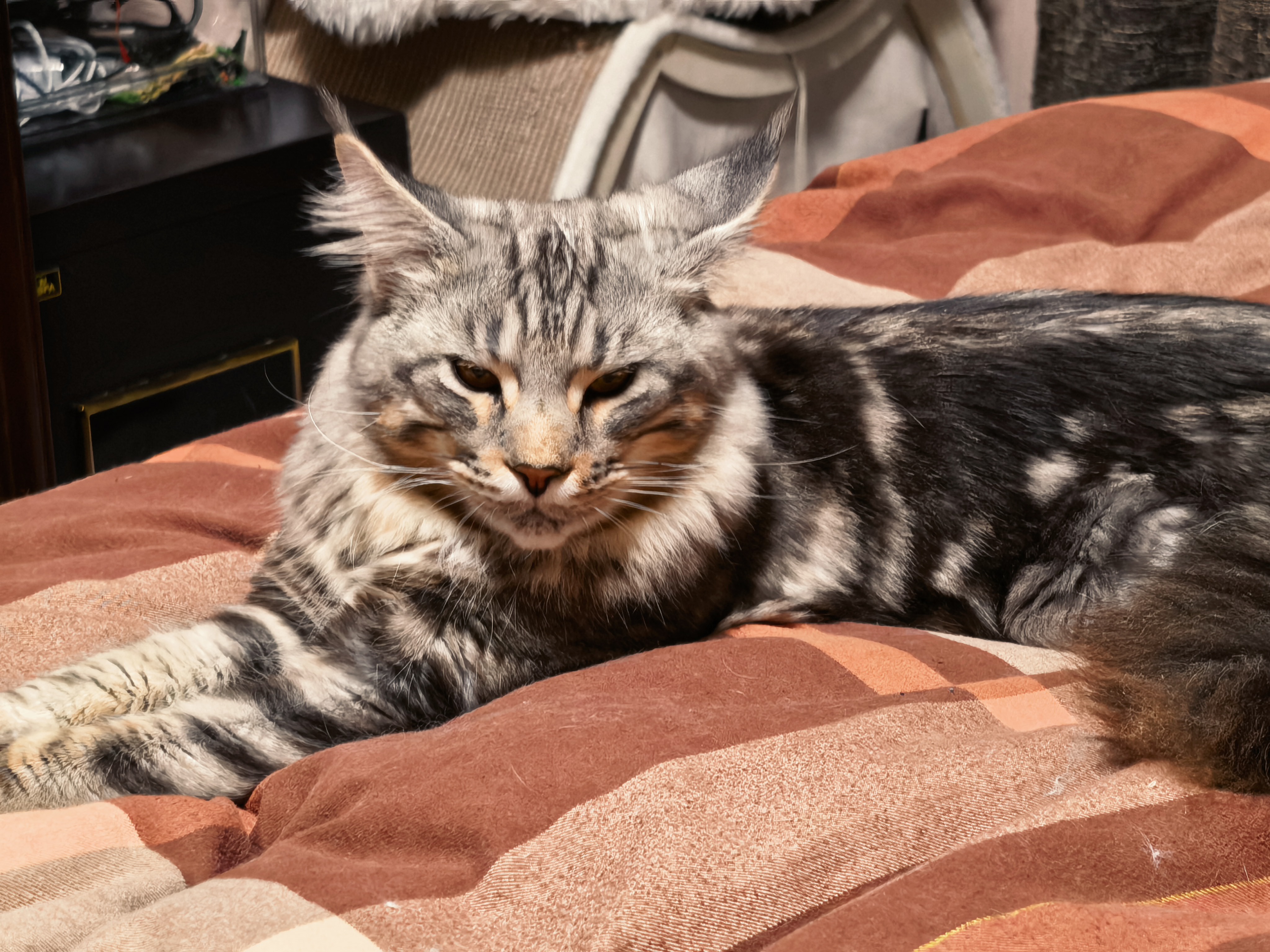 疯狂的主人防猫抓沙发贴皮保护布艺家具猫抓垫可裁剪自粘修补沙发猫抓板墙贴 实拍图