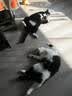 麦富迪 猫粮 barf霸弗生骨肉主食冻干双拼天然粮鲜肉营养无谷高肉高蛋白 鲜鸡肉成猫1.8kg 实拍图