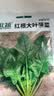 北蔬 菠菜种子苗大叶红根耐寒秋冬四季蔬菜种籽 红根大叶菠菜种子50g 实拍图