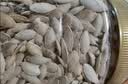 华味亨南瓜子原味500g罐装坚果炒货休闲瓜子零食每日坚果 1斤暑假 实拍图