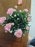 带花苞发货 · 康乃馨盆栽 · 阳台室内花卉盆栽办公室鲜花绿植 粉色康乃馨【超多花苞】 实拍图