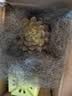 招财钱串吸财树多肉植物办公室桌面绿植盆栽花卉新手好养 精选随机1颗多肉+1个塑料彩盆+土 实拍图