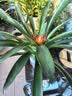 花翁鸿运当头盆栽室内花卉鲜花办公室客厅桌面摆件绿植物大花源头直发 实拍图