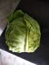 山东新鲜甘蓝包菜卷心菜圆白菜新鲜嫩绿莲花白现摘现发早餐减脂 新鲜包菜 1.5-2斤 人工挑拣 实拍图