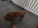 伯纳天纯鸭肉梨冻干三拼全价狗粮中大型犬小型犬成年犬粮10kg/20斤 实拍图
