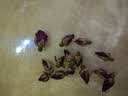 陈一凡玫瑰花茶 新鲜平阴重瓣红玫瑰花苞女人泡水喝花草茶袋装250g 实拍图