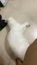皇家离乳期幼猫礼盒 幼猫礼盒（BK34/0.4kg*1+K36/50g*5） 实拍图