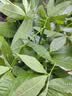 京东绿植发财树大型盆栽真绿植办公室开业送礼独杆招财树德邦发货源头直发 晒单实拍图