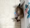 HELLOJOY猫玩具自动逗猫玩具球自嗨解闷神器电动逗猫棒磨牙幼猫猫咪玩具 实拍图