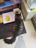 麦斯蒂猫咪零食益生元猫条湿粮肉条成幼猫营养补水 混合口味209支 实拍图