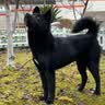 凯锐思狗粮幼犬粮 全犬种柯基博美泰迪比熊中小型犬通用狗粮 【4-12月|鲜肉益生菌】中大型幼犬4斤+赠餐包 实拍图