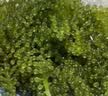云山半盐渍海葡萄100g*3即食儿童凉拌菜鱼子酱火锅商家用赠6种蘸料海藻 实拍图