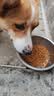 凯锐思中大型犬粮1-7岁成年犬全价粮金毛边牧宠物狗粮囤货装10kg 实拍图