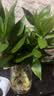 花翁富贵竹水培绿植招财转运室内客厅水养花卉盆栽植物文昌竹源头直发 实拍图