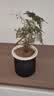 文竹盆栽绿植花卉盆景植物室内客厅水培文松云竹文竹大苗四季常青 小文竹【1颗】原盆原土球发货 高度15-25cm 实拍图