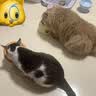 领先猫主食罐头零食湿粮全价礼盒装混合口味85g*30罐 实拍图