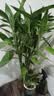 花翁带根富贵竹水培植物客厅招财旺宅花卉绿植盆栽竹子文昌竹源头直发 实拍图