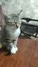 珍鱼堡 猫粮10斤幼猫成猫全价蓝猫流浪猫橘猫全阶段通用型高蛋白 实拍图