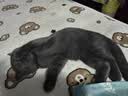 华元宠具（hoopet）猫咪绝育服母猫猫宠物小狗狗手术服透气断奶服公猫防舔术后用衣服 实拍图