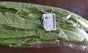 七鲜24小时油麦菜300g 实拍图